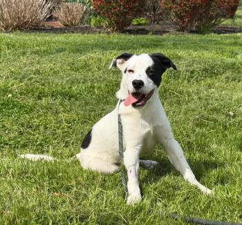 Jay -  Labrador Retriever Dog Available for Adoption in Chesapeake City, Maryland - Jay | PetCurious