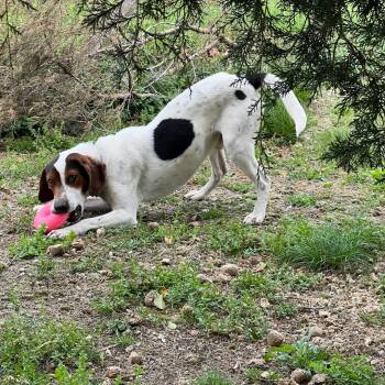 Rescue Beagle and Coonhound Dogs for Adoption in Maryville, Tennessee - Scooby | PetCurious