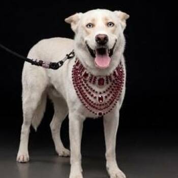 Beauty -  Siberian Husky Dog for Adoption in Oak Bluffs, Massachusetts - Beauty | PetCurious