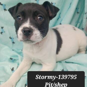 Shepherd and Pit Bull Terrier Dogs Available for Adoption - Stormy | PetCurious