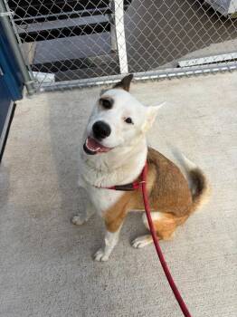 Jindo and Mixed Breed Dogs Available for Adoption in Portland, Indiana - Kahlua | PetCurious