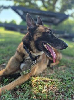 Dani -  Belgian Shepherd Malinois Dog for Adoption in Lockhart, Texas - Dani | PetCurious
