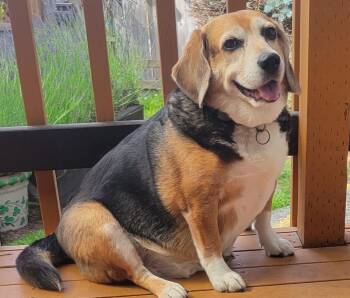 Beagle Dogs Available for Adoption in Kent, Washington - Moses | PetCurious