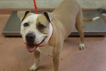 BEN -  Mixed Breed Dog for Adoption in Columbia, South Carolina - BEN | PetCurious