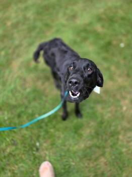 Miss Coco -  Black Labrador Retriever Dog for Adoption in Orland Park, Illinois - Miss Coco | PetCurious