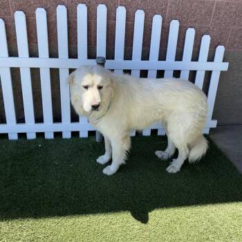 A611093 -  Great Pyrenees Dog for Adoption in Modesto, California - A611093 | PetCurious