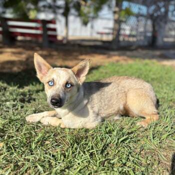 Cattle Dog and Mixed Breed Dogs Available for Adoption in Fargo, North Dakota - Robby--In Foster | PetCurious