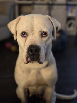 Soyana -  American Bulldog Dog for Adoption in Newport, Kentucky - Soyana | PetCurious