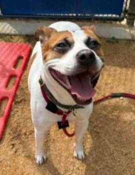 Pit Bull Terrier Dogs Available for Adoption in Reisterstown, Maryland - Irving | PetCurious