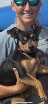 Brutus -  Miniature Dachshund and Dachshund Dog for Adoption in New Haven, Connecticut - Brutus | PetCurious