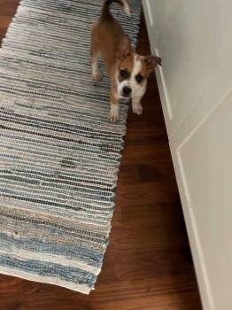 Paulie Walnuts -  Pit Bull Terrier and Mixed Breed Dog for Adoption in Calgary, Alberta - Paulie Walnuts | PetCurious