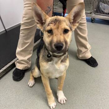 Phoebe -  Shepherd and Mixed Breed Dog Available for Adoption in Abilene, Texas - Phoebe | PetCurious