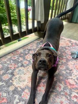 Missy -  Terrier and Mixed Breed Dog for Adoption in Atlanta, Georgia - Missy | PetCurious