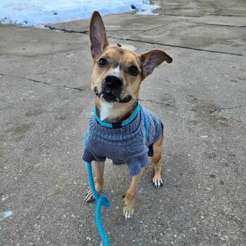 Black Bean -  Mixed Breed and None Dog for Adoption in Davenport, Iowa - Black Bean | PetCurious