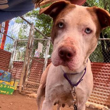 Pit Bull Terrier and Catahoula Leopard Dog Dogs Available for Adoption in Austin, Texas - Amity | PetCurious