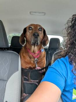 Darlene -  Hound and Mixed Breed Dog for Adoption in Aiken, South Carolina - Darlene | PetCurious