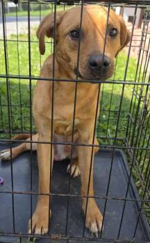 Huck -  Hound Dog for Adoption in Cleveland, Tennessee - Huck | PetCurious