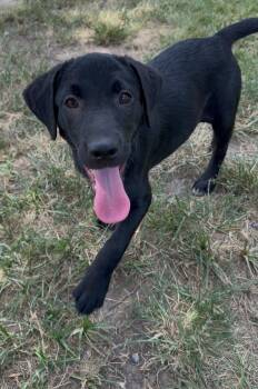 A429771 -  Labrador Retriever and Mixed Breed Dog for Adoption in Conroe, Texas - A429771 | PetCurious