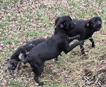 Goldendoodle and French Bulldog Dogs Available for Adoption - Solomon | PetCurious