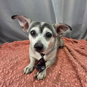 Chihuahua and Rat Terrier Dogs Available for Adoption in Foley, Alabama - Finn | PetCurious