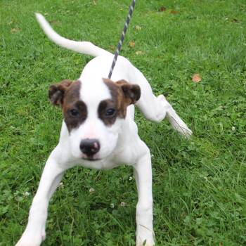 Bella (12426) -  Pit Bull Terrier Dog for Adoption in Heath, Ohio - Bella (12426) | PetCurious