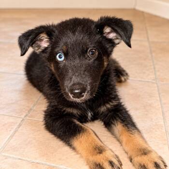 Koda Bear -  German Shepherd Dog Dog for Adoption in Houston, Texas - Koda Bear | PetCurious