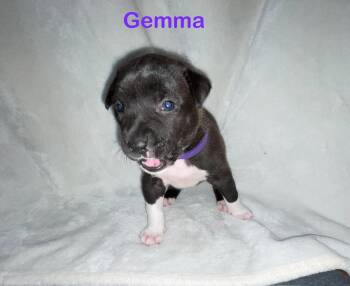 GEMMA -  Pit Bull Terrier and Mastiff Dog for Adoption in Discovery Bay, California - GEMMA | PetCurious