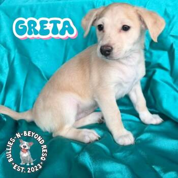 Terrier and Poodle Dogs Available for Adoption - Hollywood Litter: Greta | PetCurious