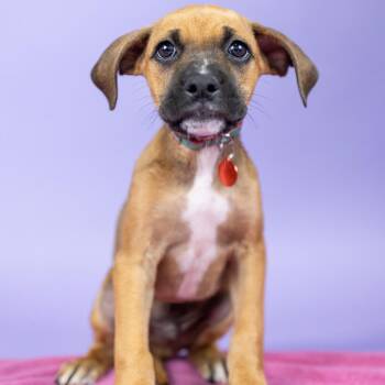 Buoy -  Mixed Breed Dog for Adoption in Portland, Oregon - Buoy | PetCurious