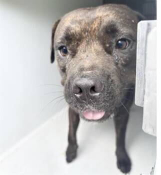 CHATA -  Pit Bull Terrier and Mixed Breed Dog for Adoption in Houston, Texas - CHATA | PetCurious