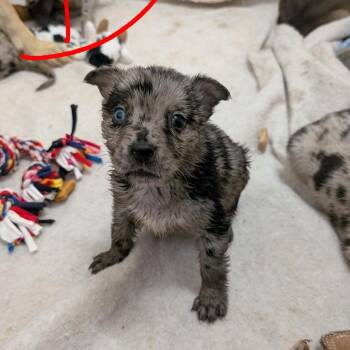 Puppy 3/Odessa -  Catahoula Leopard Dog and Shepherd Dog for Adoption in Buchanan Dam, Texas - Puppy 3/Odessa | PetCurious