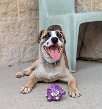 Husky and Pit Bull Terrier Dogs Available for Adoption in Dayton, Ohio - TARGET | PetCurious