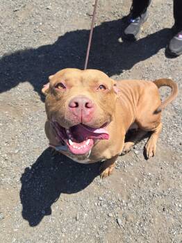 Sunshine -  Pit Bull Terrier Dog for Adoption in Trenton, New Jersey - Sunshine | PetCurious