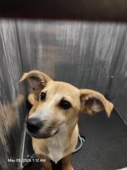Terrier Dogs Available for Adoption in San Antonio, Texas - ROWDY | PetCurious