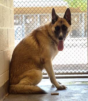 Chevy -  German Shepherd Dog Dog for Adoption in Sierra Vista, Arizona - Chevy | PetCurious