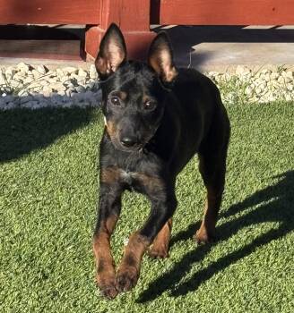 Shepherd Dogs Available for Adoption - Bunny | PetCurious