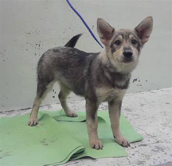 CORRINA -  Siberian Husky and German Shepherd Dog Dog for Adoption in Houston, Texas - CORRINA | PetCurious