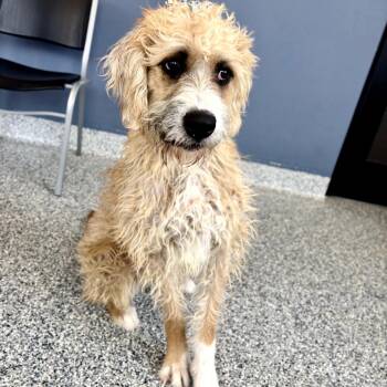 Poodle and Golden Retriever Dogs Available for Adoption - Joy | PetCurious