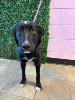 Mixed Breed Dogs Available for Adoption - Mom | PetCurious