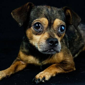 Rescue Pug and Chihuahua Dogs for Adoption in Chico, California - LAUREL | PetCurious