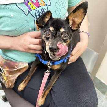 Taz -  Miniature Pinscher Dog for Adoption in Oshkosh, Wisconsin - Taz | PetCurious
