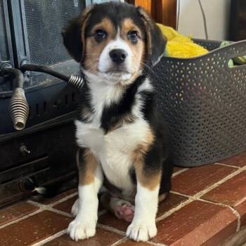 Australian Shepherd and Beagle Dogs Available for Adoption - Mamoose | PetCurious