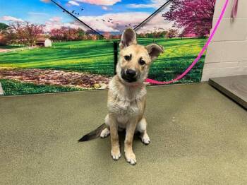 German Shepherd Dog and Mixed Breed Dogs Available for Adoption in Moreno Valley, California - A550128 | PetCurious
