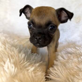 SAFFRON -  Pug Dog for Adoption in Chico, California - SAFFRON | PetCurious