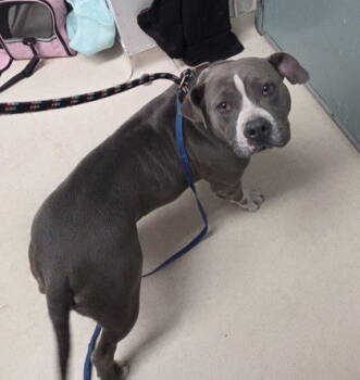 Rescue Pit Bull Terrier Dogs for Adoption in Oakland, California - Chloe | PetCurious