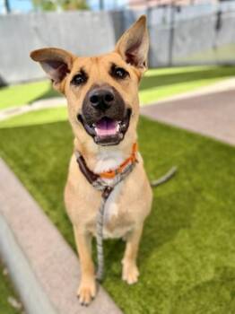 Taika -  Black Mouth Cur and German Shepherd Dog Dog for Adoption in Salt Lake City, Utah - Taika | PetCurious