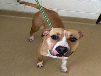 BRANDY -  Pit Bull Terrier Dog for Adoption in Derwood, Maryland - BRANDY | PetCurious