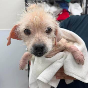 Mojo Jojo -  Mixed Breed Dog for Adoption in Fredericksburg, Virginia - Mojo Jojo | PetCurious