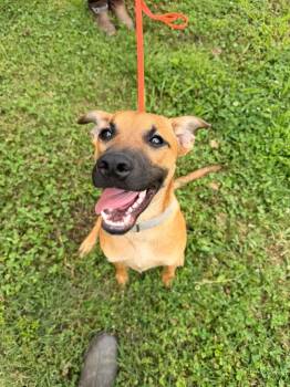 Ranger -  Black Mouth Cur Dog for Adoption in Westport, Connecticut - Ranger | PetCurious