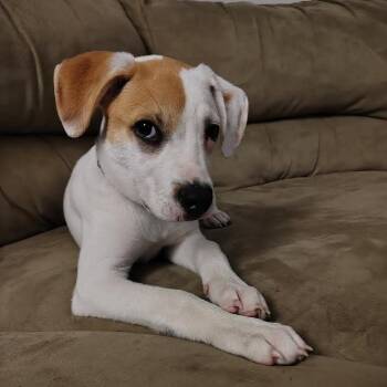 Jackson -  Mixed Breed Dog for Adoption in Alma, Wisconsin - Jackson | PetCurious